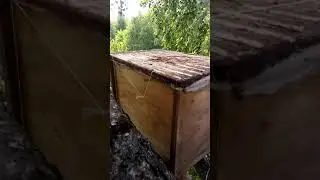 В КАКИЕ ЛОВУШКИ ЛУЧШЕ ЛОВЯТСЯ РОИ! Второй рой на шикарной берёзе.
