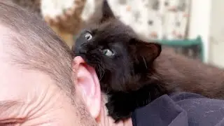 Beware of Cute Tiny House Panthers!