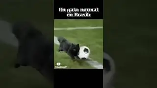Кот и гол. Cat and goal.