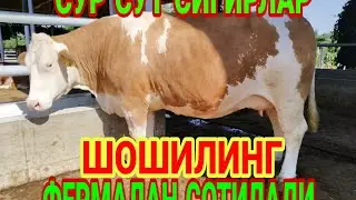 ФЕРМАДАН ЕНГ ЗЎР СИГИРЛАР