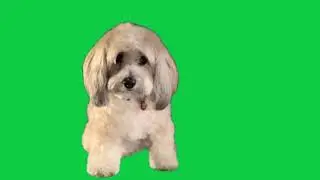 Dog Green Screen Footage [Free to use]