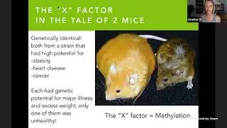 Methylation Training Video and Clean Genes Challenge Intro