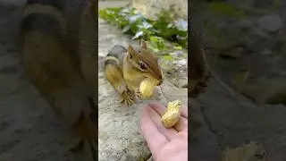 FEEDING CHIPMUNKS PEANUTS 🥜🐿😋 #shorts