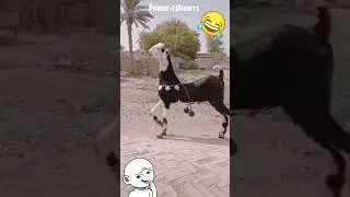 WHAT KIND OF ANIMAL IS THIS? 🐐🦙🐴 