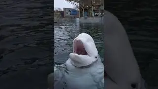 Do you know how much fish Juno, the beluga whale eats in a day?