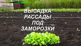ВЫСАДКА РАССАДЫ ПОД ЗАМОРОЗКИ ( 4.05.2022. )