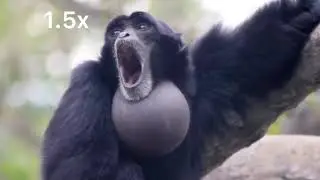 Screaming monkey 100x