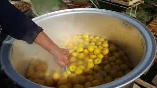Harvesting a Lot of Apricots for Drying