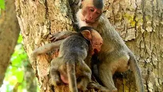 Poor baby crying really loudly cos angry mum,Baby afraid fall down until convulsive on tree