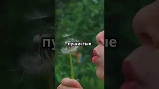 Полезные свойства одуванчика 🌼