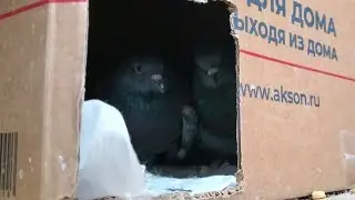 С милым и рай в шалаше