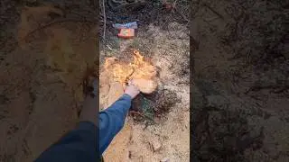 How to destroy a tree stump!? 
