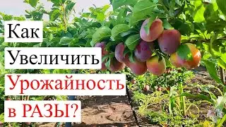 Как УВЕЛИЧИТЬ УРОЖАЙНОСТЬ в РАЗЫ!