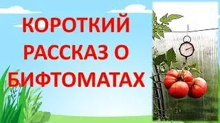 ВСЯ ПРАВДА О БИФ ТОМАТАХ. Бифтоматы. Как выращивать бифтоматы.