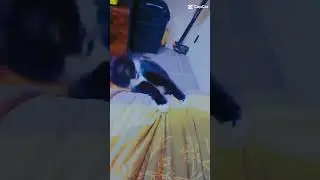 kucing Mendem🤣🤣