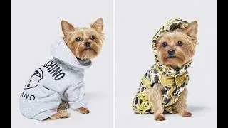 свитер собака