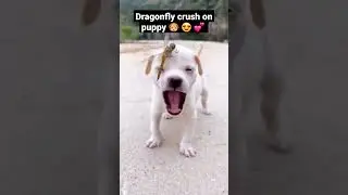 Dragonfly crush on puppy 🐶 😍 💕 