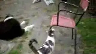 animali 2