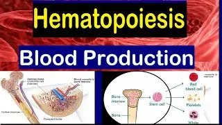 Blood cell formation - Bone Marrow & Hematopoiesis || 2 mins
