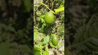 এই গরমে গাছ লাগান পরিবেশ বাঁচান 