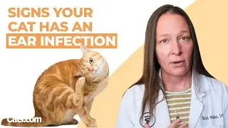 6 Signs Your Cat Has An Ear Infection | Vet Explains