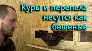 Даже без гнезд несутся как бешеные, что же будет теперь?