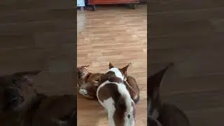 Cung đấu: 2 công chúa tranh giành quyền lực 