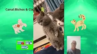 Video de animais e aves