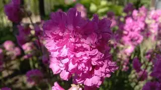Посадила черешню, уборка в огороде#хозяйничаемвместе #черешня#хризантема