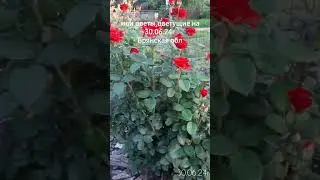 Клод Брассер, Эль Торо и др.