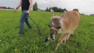 Российские Альпаки