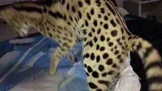 Serval Vs. Waterbed