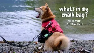 Can you guess what's in Fuji's chalk bag? | 猜猜柴犬的包里有什么？