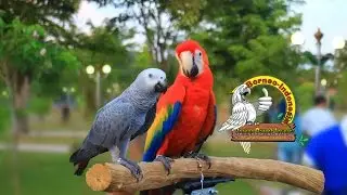 Borneo Parrot Lovers, Taman Samarendah