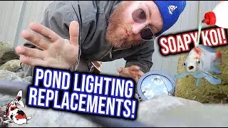 Pond Lighting Replacements - Soapy Koi Pond Clean Out!?