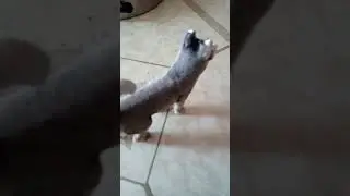 The ghost leopard Halloween special