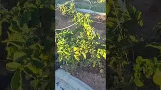 community garden