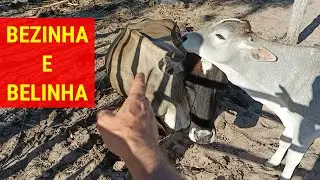 A história de Bezinha e Belinha