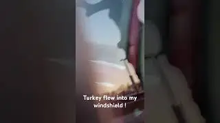Turkey verses minivan