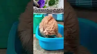 Для хорошего цвета лица#юмор#кот.