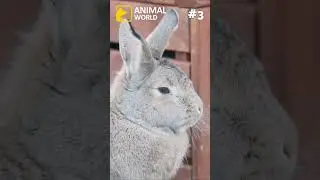 3 cool facts about Rabbits 