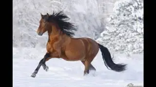 ,, ХАБАРКА ,, ПОЁТ ДИАНА ПОЛЕЙ   КАРП