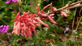 Red yucca is a great low-maintenance succulent