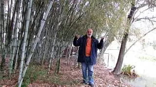 BAMBU KAMIŞLARI Cennet vadisi Acarmantaş KOZAN ADANA Nazım SÖNMEZ