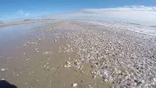 Coquina Chaos - by The Reserve