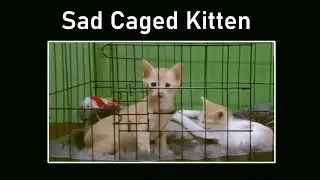 A Kitten’s Burning Memory of Their Childhood