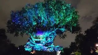 POV The Awakenings Show on The Tree of Life in Disney's Animal Kingdom.