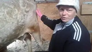 Козлик сосет корову🐐🐮