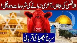 Israel Sacrificing Red Heifer in April | Third Temple of Solomon Rebuilt (Hindi & Urdu)