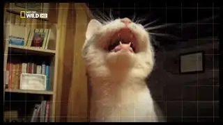 ДИКИЕ КОШКИ. NATIONAL GEOGRAPHIC - WILD SIDE OF CATS HDTV (ДОКУМЕНТАЛЬНЫЕ ФИЛЬМЫ)